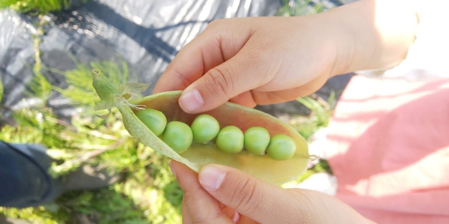 お野菜購入チケット【現地払い限定】