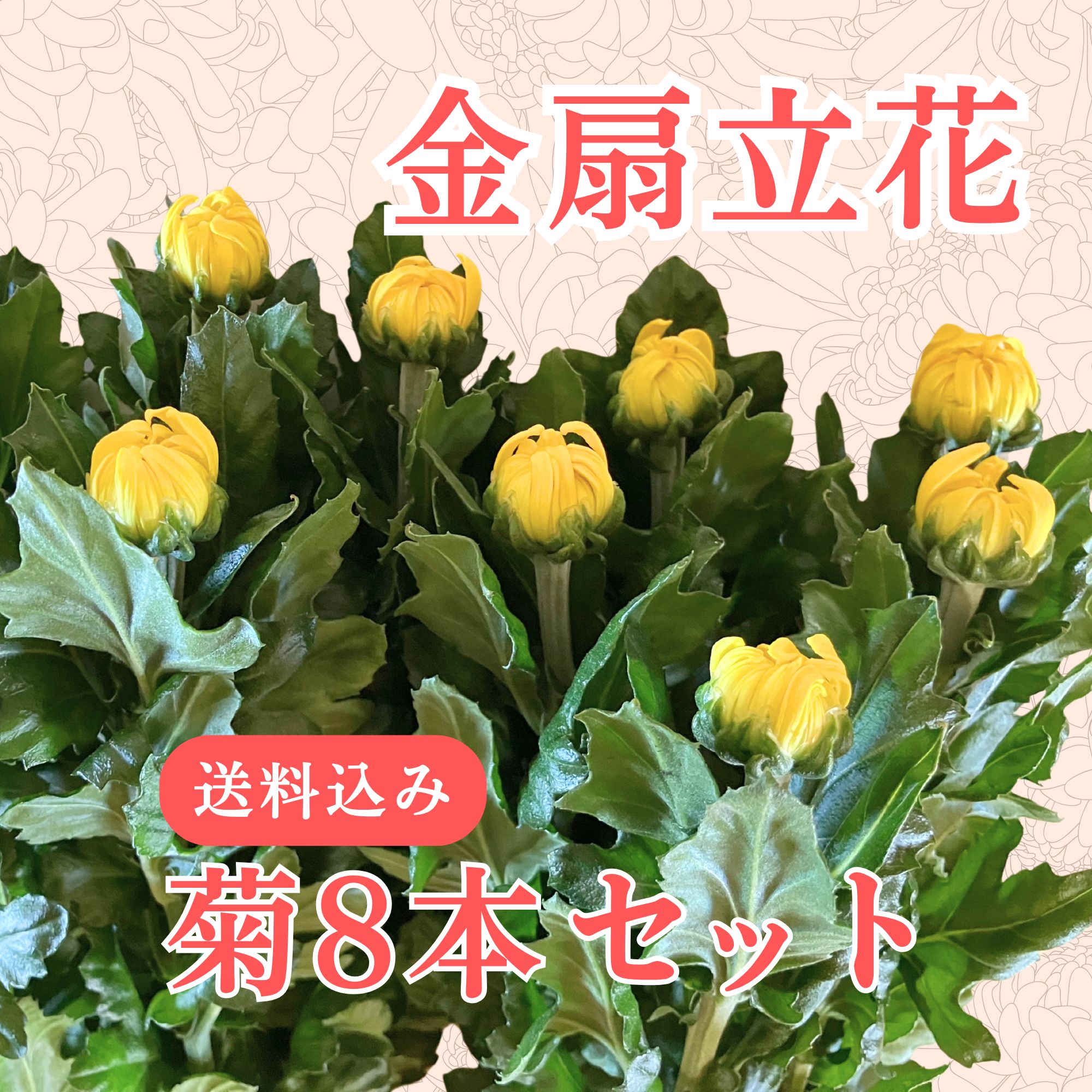 菊の花 菊花#zxbai--图优网