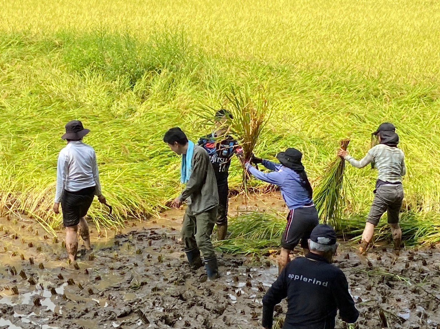 谷津田でクルベジお米作り