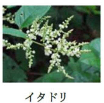 エッセンシャルオイル（FTWの液体版）「稀」2個セット エッセンシャルオイル「稀」 空間浄化・消臭・除菌に