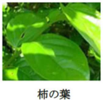 エッセンシャルオイル稀