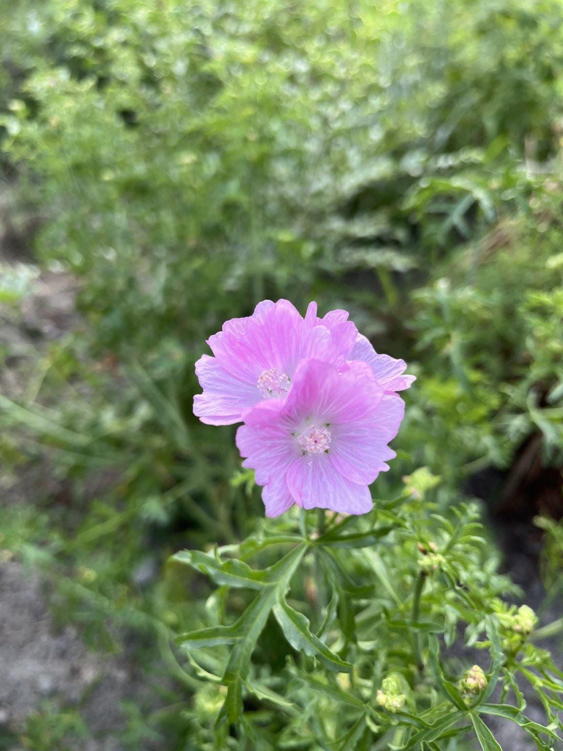 ハーブガーデンで学ぶ～植物は緑の薬箱