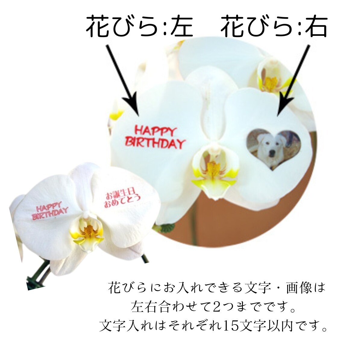 アルベロベロ カラフルな花と蝶のプリントタンクトップ 五月蝿く