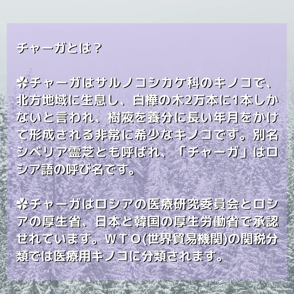 チャーガ茶 SOD（抗酸化物質）