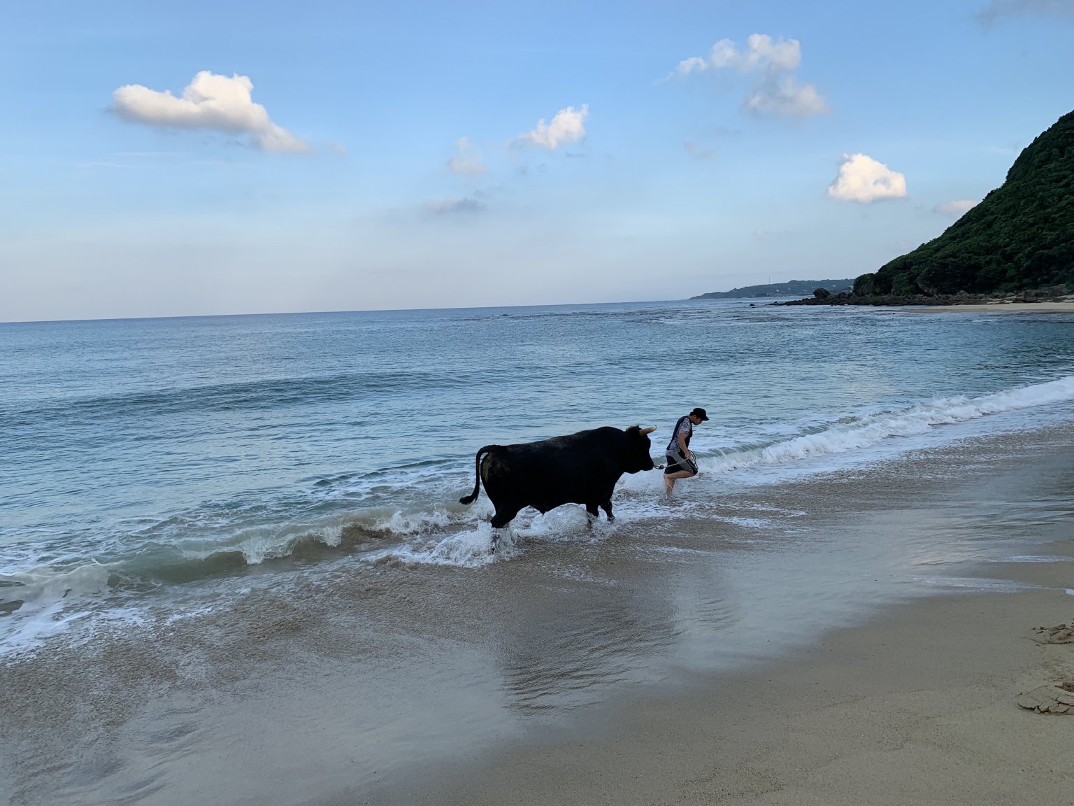 闘牛ふれあい体験（2名様以上）　徳之島の文化に触れる　闘牛のブラッシングや写真撮影も可能