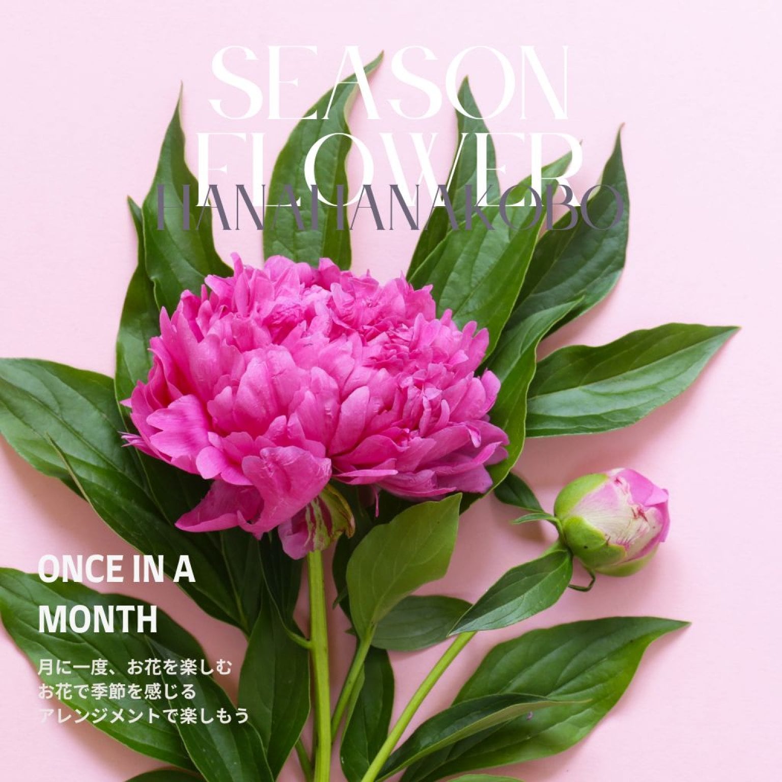 5月14日（水）【対面】大人の季節のアレンジ『5月のお花、芍薬のアレンジ』