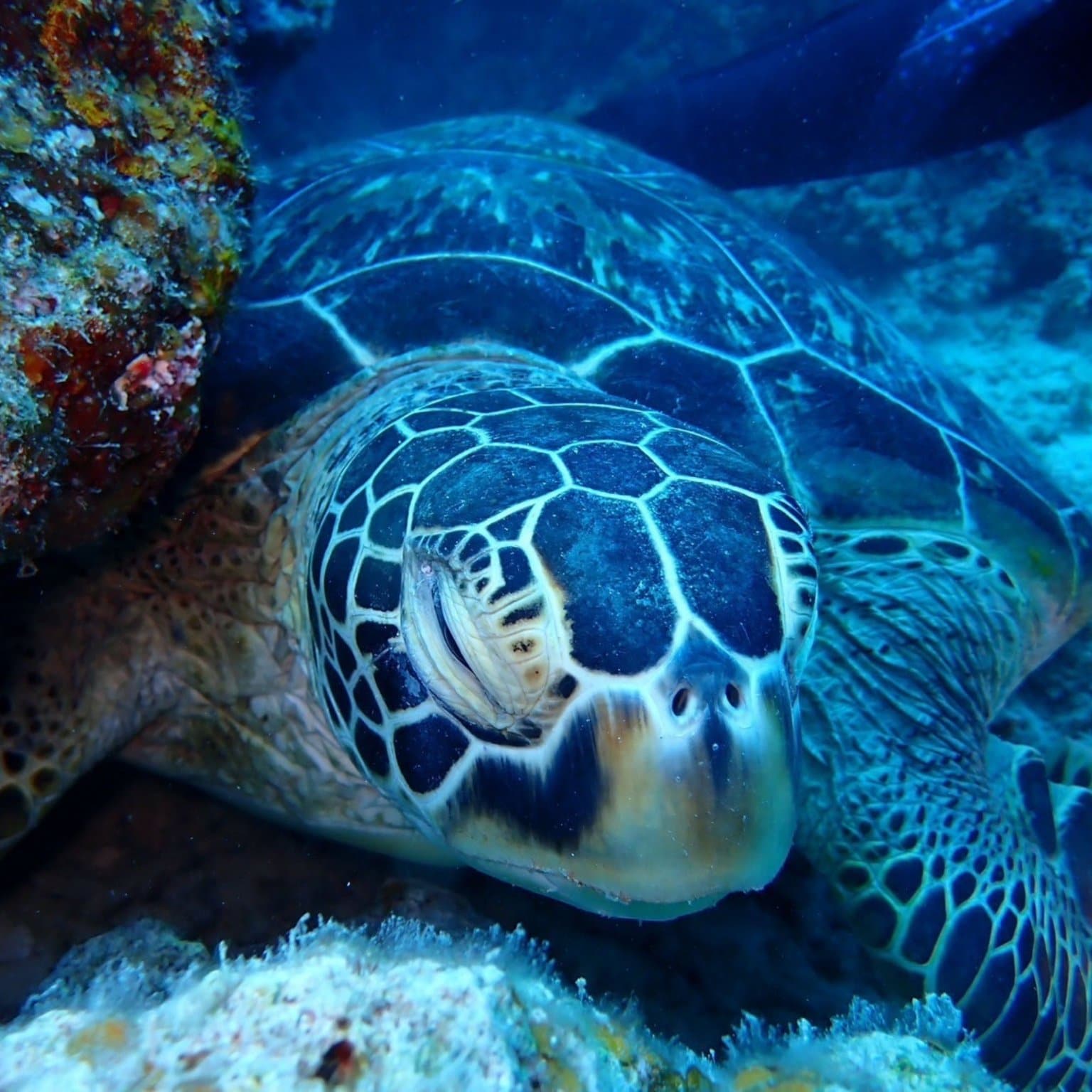 幻の島上陸＋半日シュノーケリングツアー｜初心者＆家族歓迎（大人用 13歳以上）