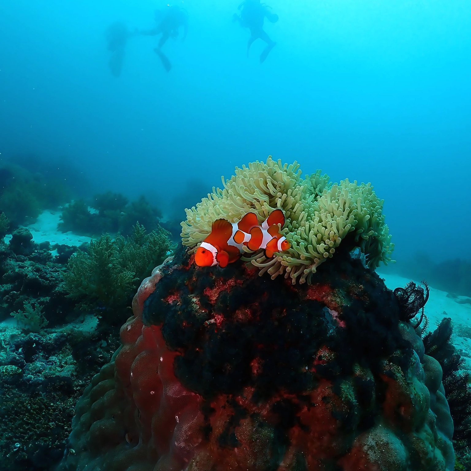 幻の島上陸＋半日シュノーケリングツアー｜初心者＆家族歓迎（大人用 13歳以上）