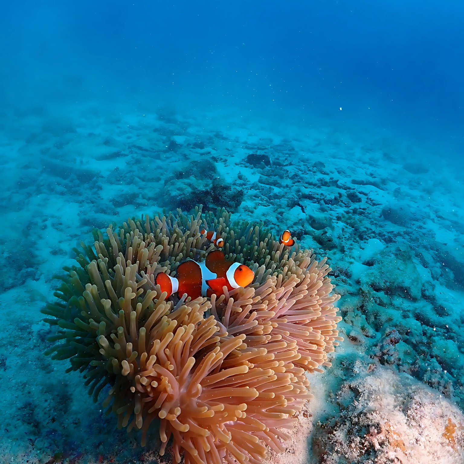 幻の島上陸＋半日シュノーケリングツアー｜初心者＆家族歓迎（大人用 13歳以上）