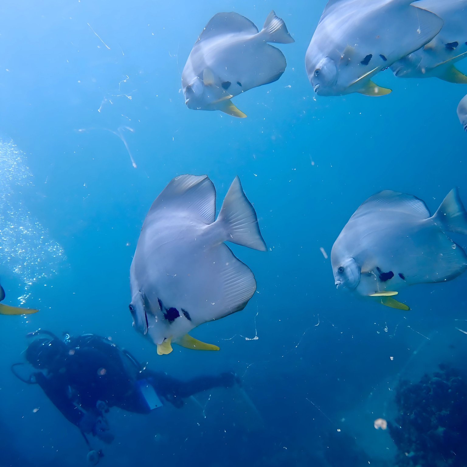 幻の島上陸＋半日シュノーケリングツアー｜初心者＆家族歓迎（大人用 13歳以上）