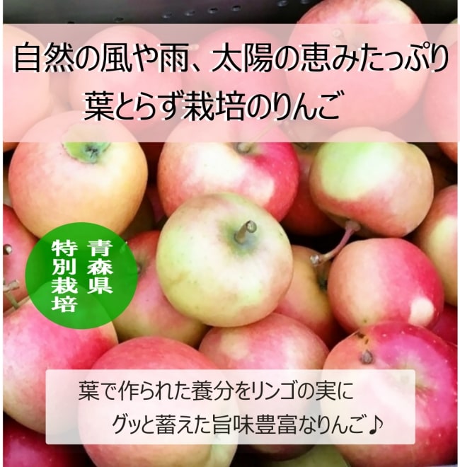 青森葉とらずりんご 爽やかな酸味が特徴【ジョナゴールド】3kg