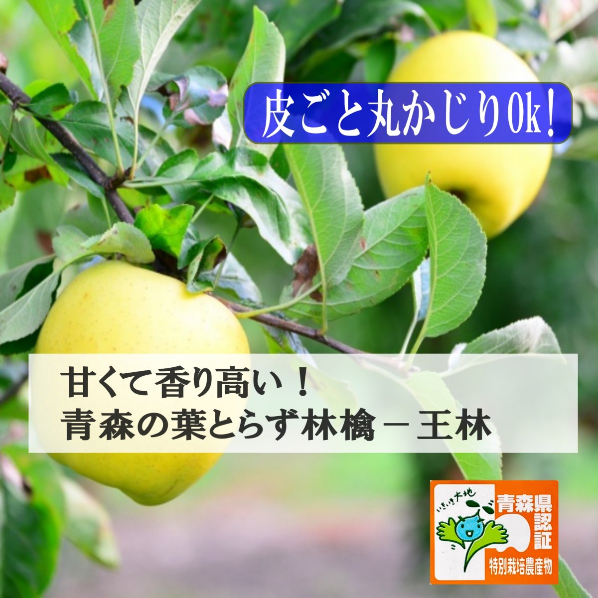 青森りんご 皮ごと食べられる 甘くて香り高い王林3kg,5kg ,10kg  葉とらず栽培子供が大好き もりやま園  青森県特別栽培認定 ほとんど酸味がない甘いりんご