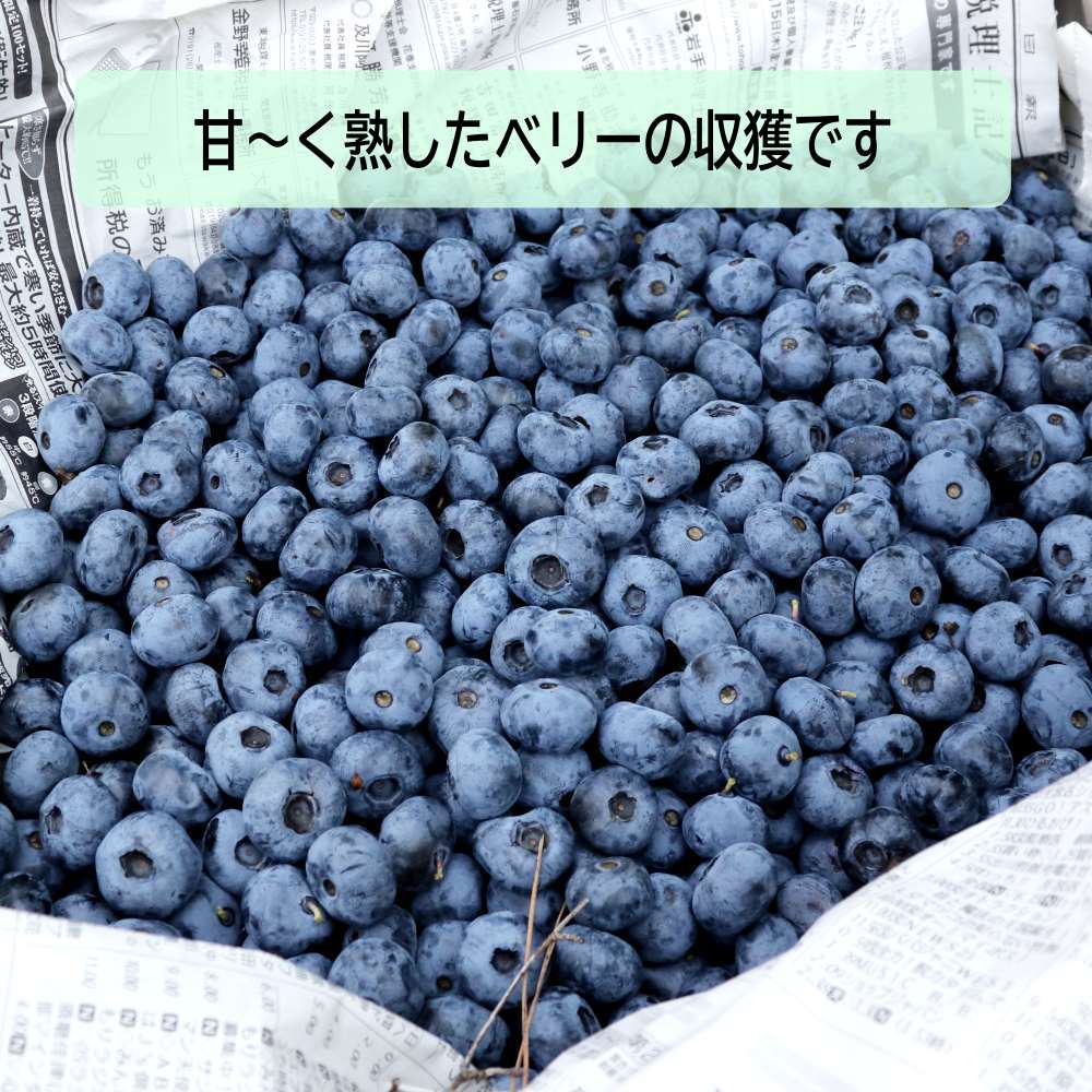 ⭐️最盛期突入⭐️信州産★生ブルーベリー2kg【クール便発送＊朝採り＊農薬不使用】 ⭐️信州産⭐️生ブルーベリー2kg【クール便発送＊朝採り＊農薬