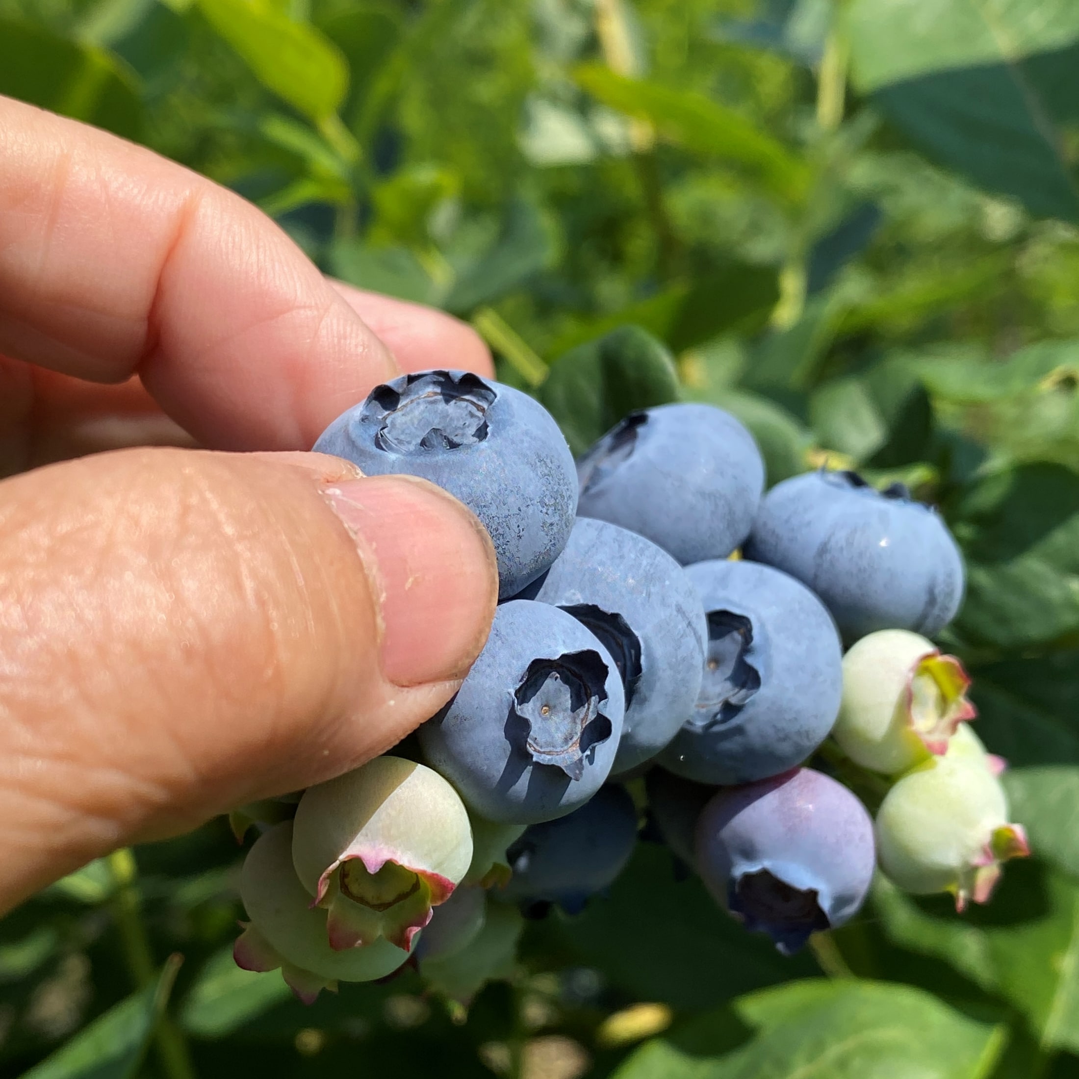 岩手県産　ブルーベリー　2kg 岩手県産ブルーベリー 2L～3Lサイズ 発泡箱1kg: いわて純情