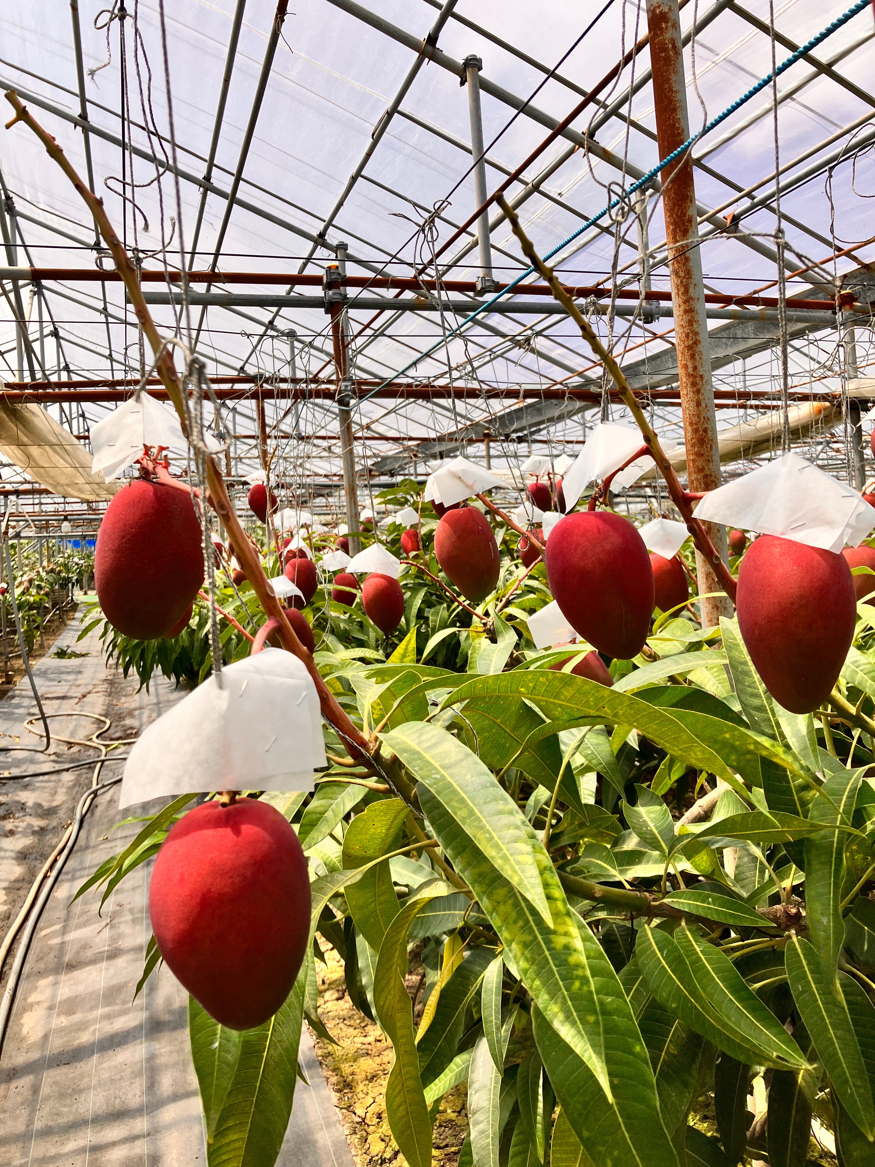 大玉マンゴーセット3L以上6個