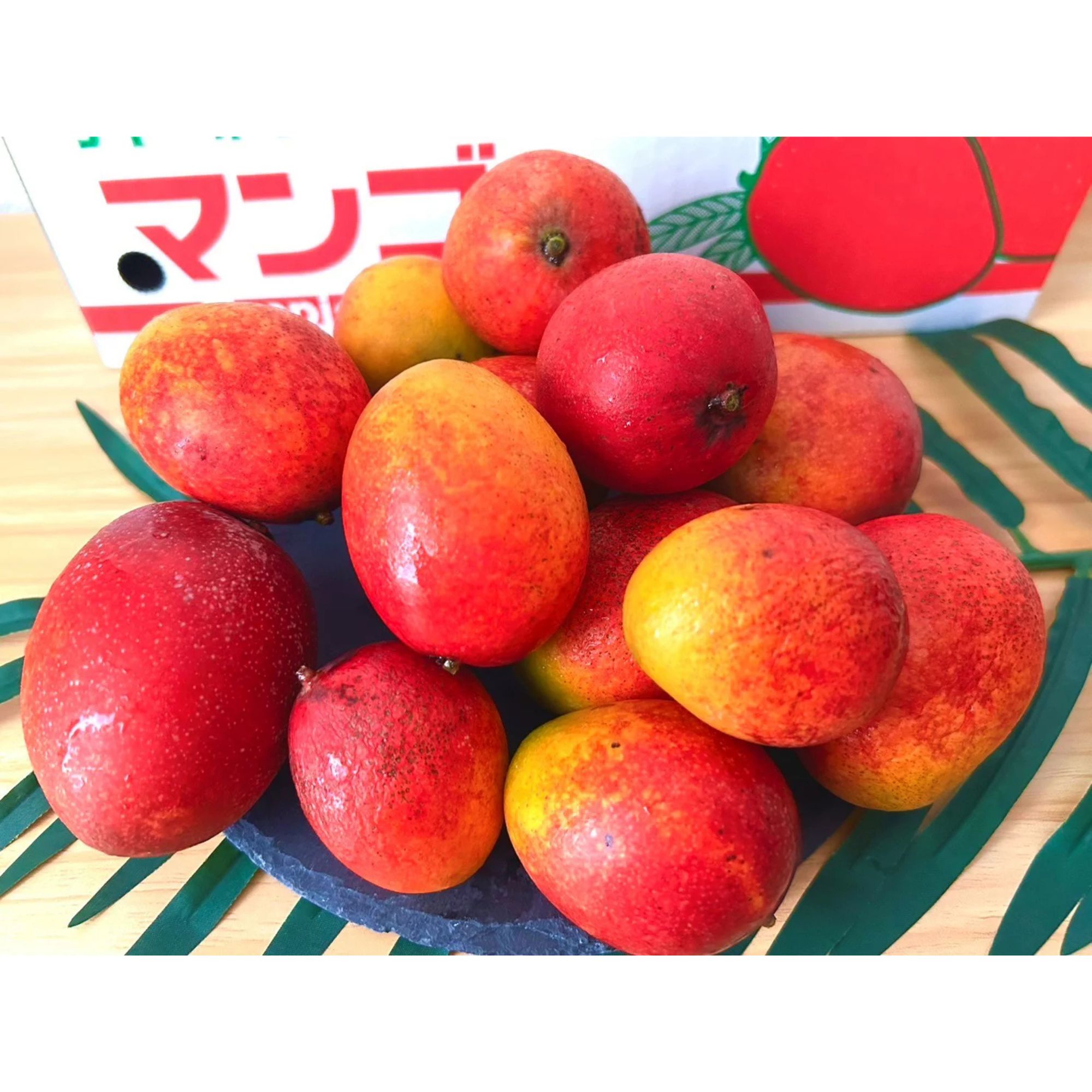 沖縄県産 ミニマンゴー詰め合わせ 目玉商品》ミニマンゴー 1.5キロ 沖縄県産 (送料無料)