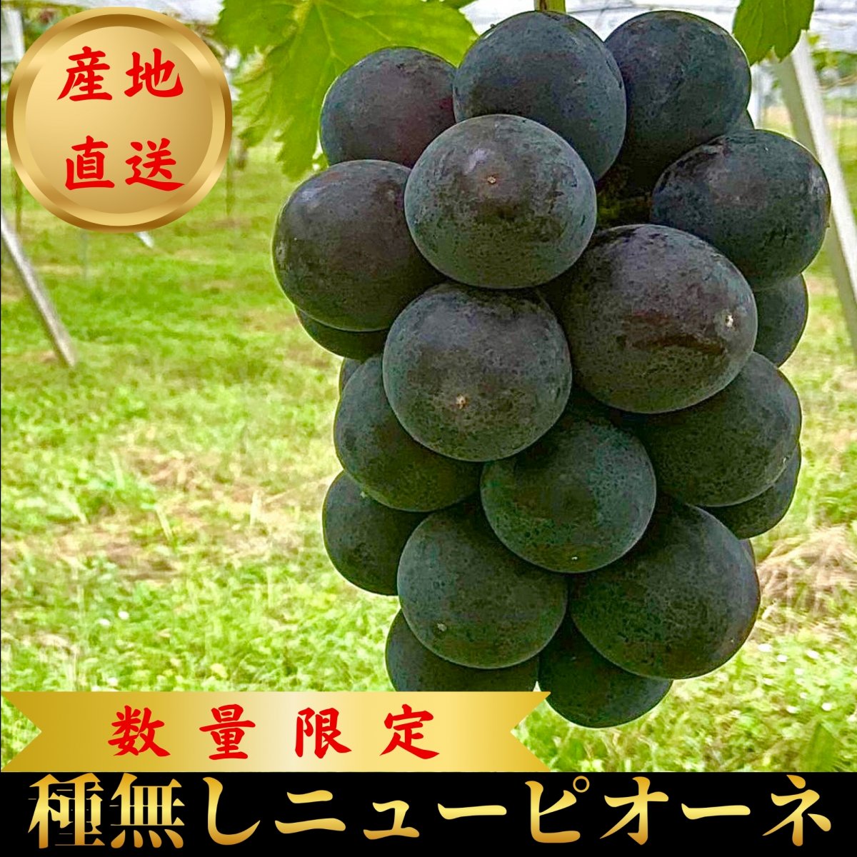 【予約販売】よしだ葡萄園 高級ニューピオーネ/送料無料/農家直送/高ポイント還元/2房入り