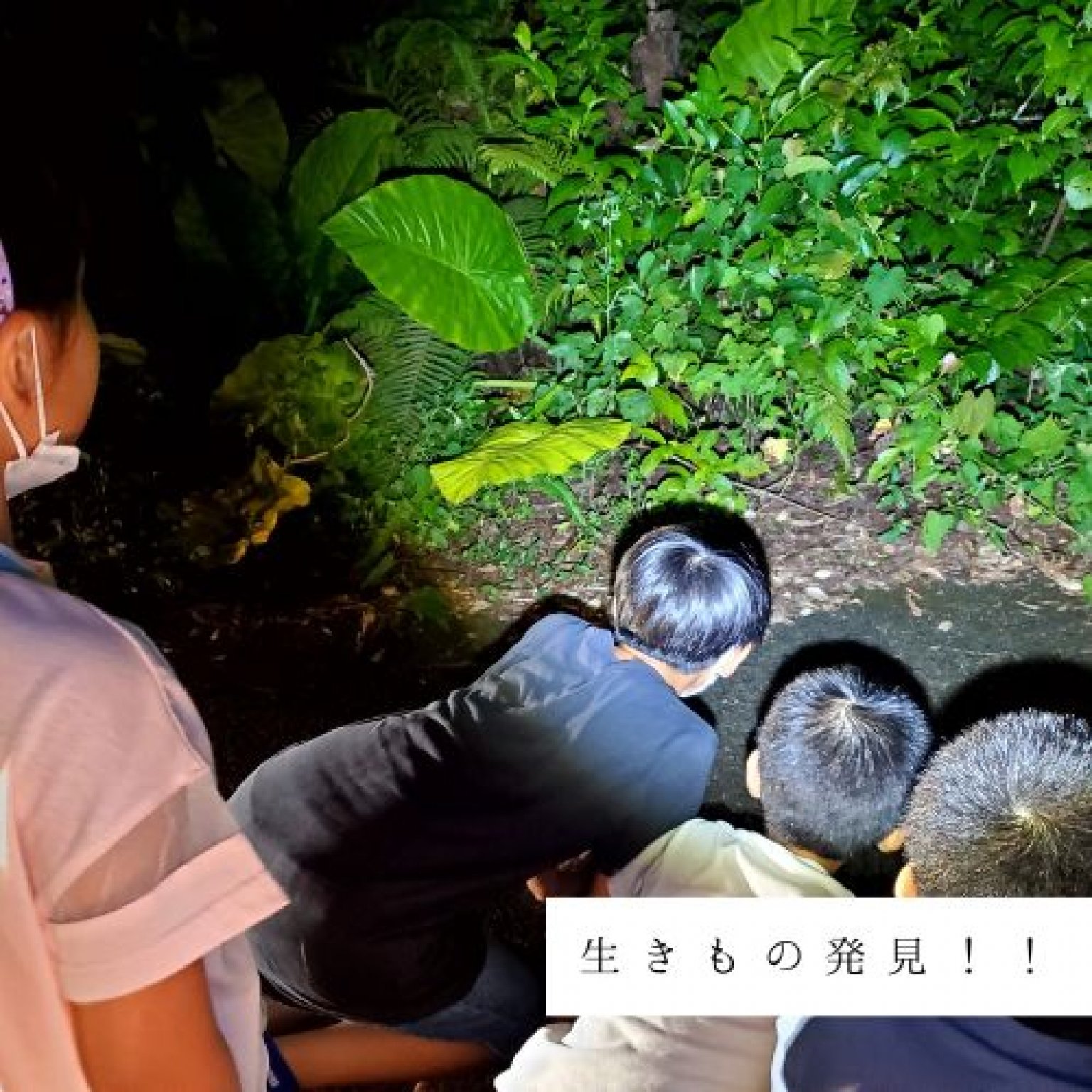 夜の森探検・約3時間コース(2～4名様用)徳之島の生物多様性を体感!! ※参加人数分ご購入ください