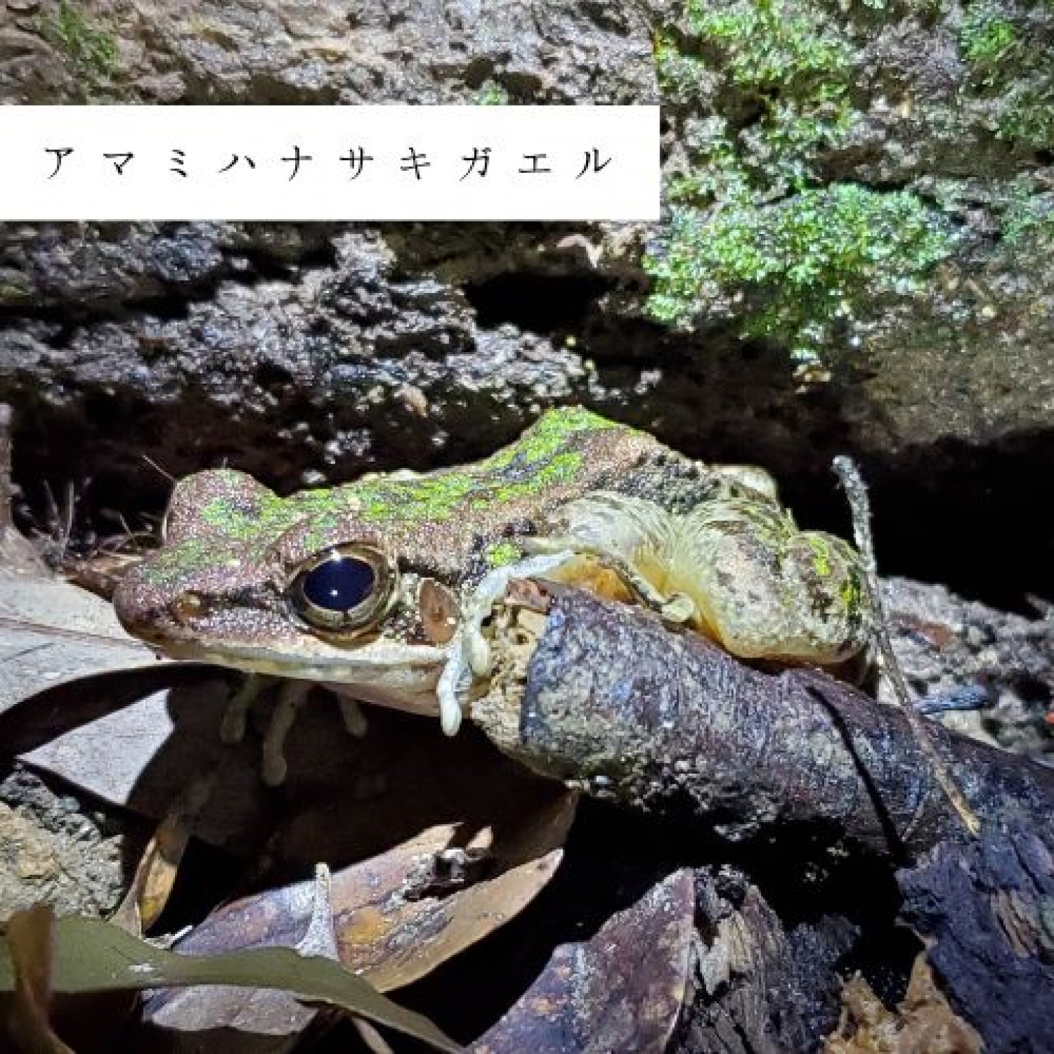 夜の森探検・約3時間コース(2～4名様用)徳之島の生物多様性を体感!! ※参加人数分ご購入ください