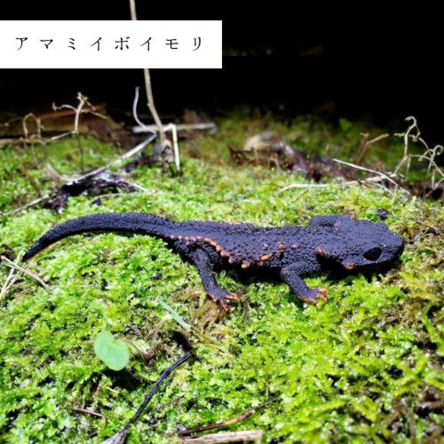 夜の森探検・約3時間コース(2～4名様用)徳之島の生物多様性を体感!! ※参加人数分ご購入ください
