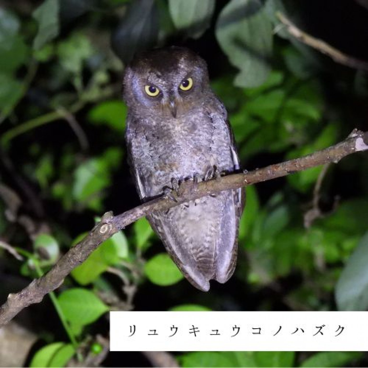 夜の森探検・約3時間コース(2～4名様用)徳之島の生物多様性を体感!! ※参加人数分ご購入ください