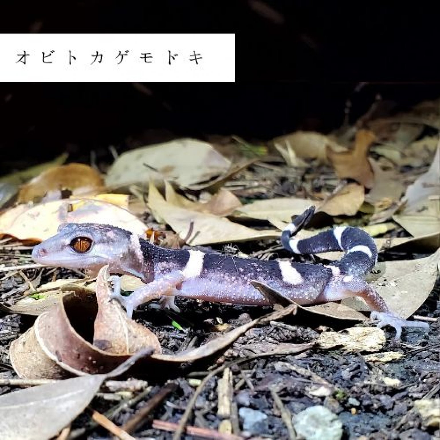 夜の森探検・約3時間コース(2～4名様用)徳之島の生物多様性を体感!! ※参加人数分ご購入ください