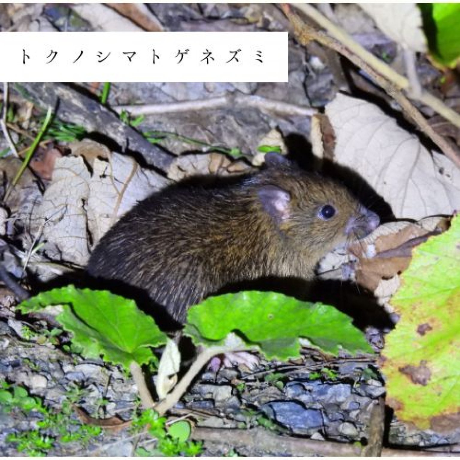 夜の森探検・約3時間コース(2～4名様用)徳之島の生物多様性を体感!! ※参加人数分ご購入ください