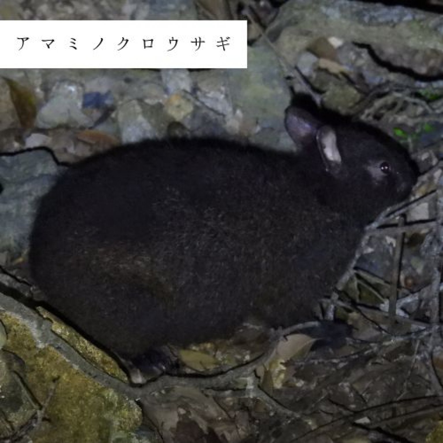 夜の森探検・約3時間コース(2～4名様用)徳之島の生物多様性を体感!! ※参加人数分ご購入ください