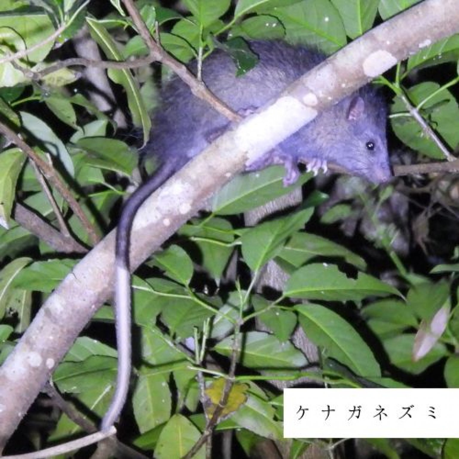 夜の森探検・約3時間コース(2～4名様用)徳之島の生物多様性を体感!! ※参加人数分ご購入ください