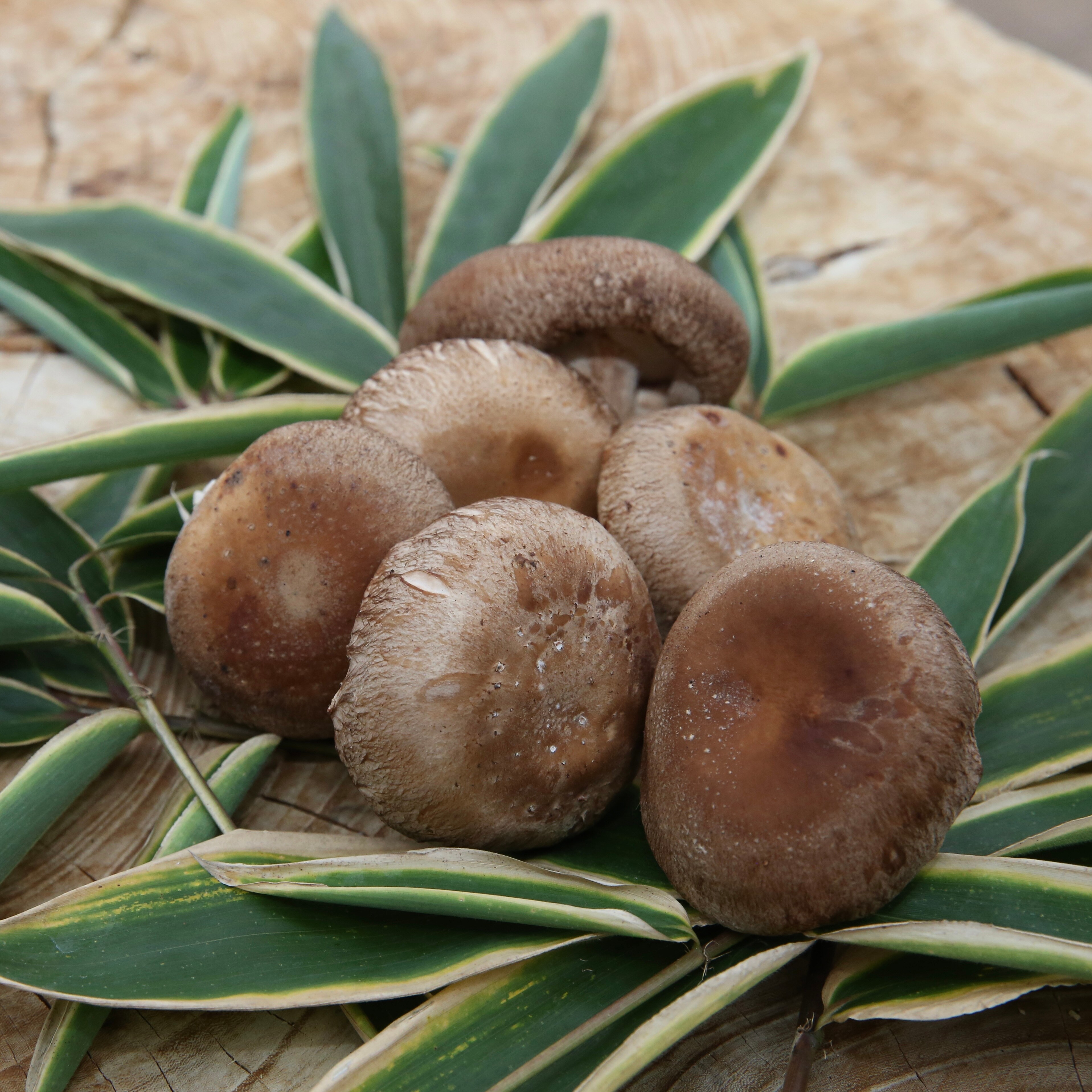 大国椎茸（生椎茸）|合資会社グリニッシュ | ツクツク!!!ファーム