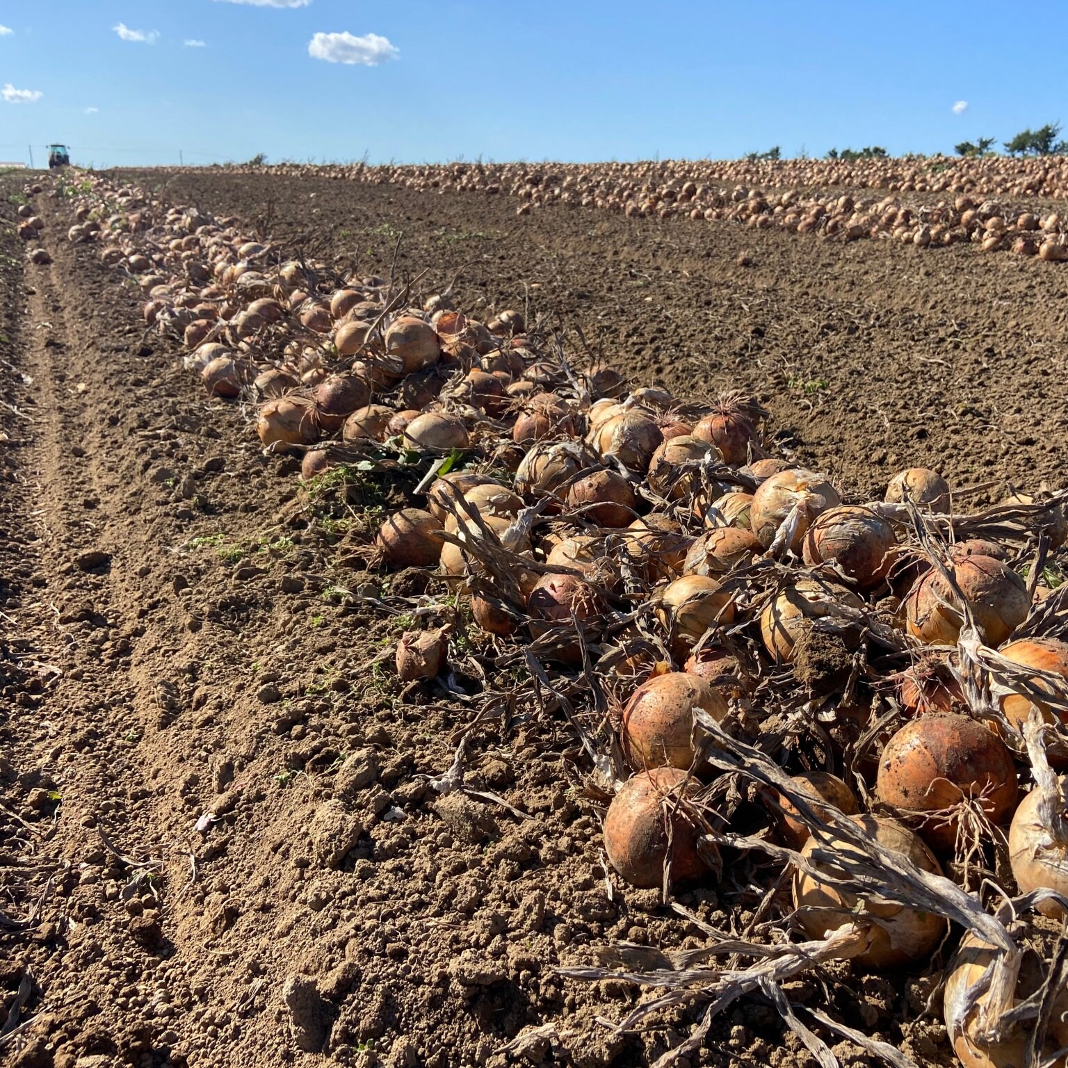 邑松農園  見学チケット