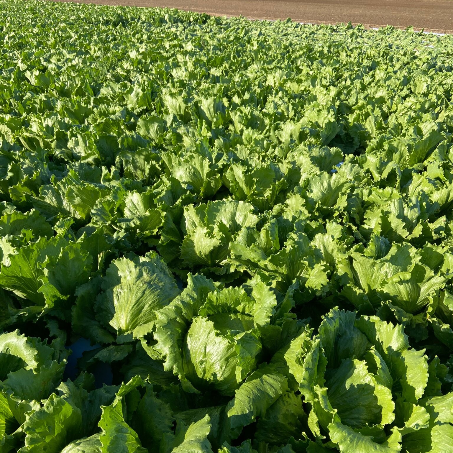 邑松農園  見学チケット