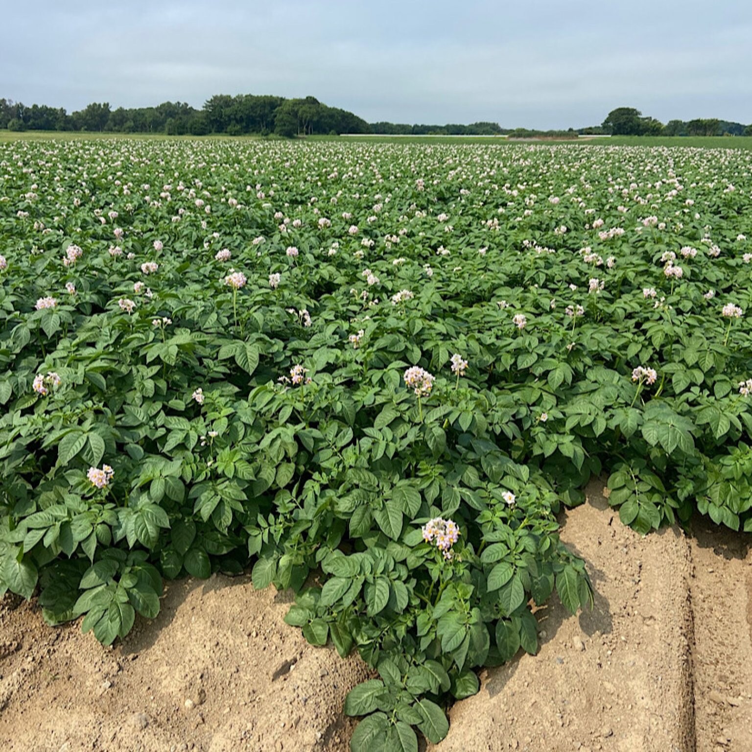 邑松農園  見学チケット