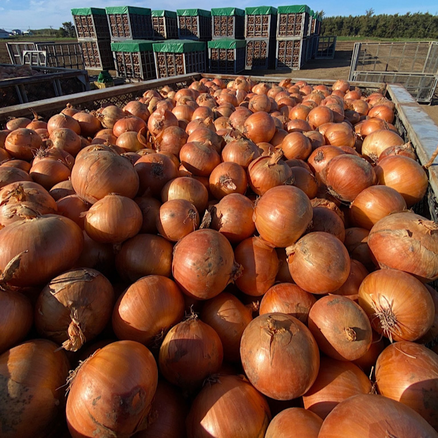 邑松農園  見学チケット