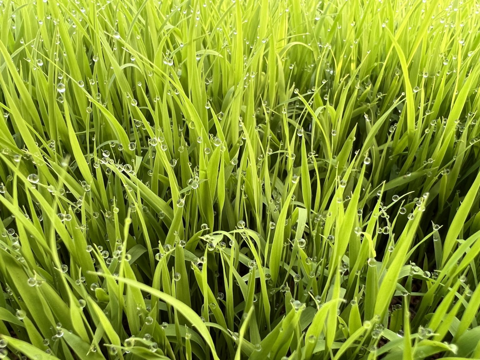 【リクエスト受付中】田んぼの中に答えがある～こめる農園＊体験会予約サイト～