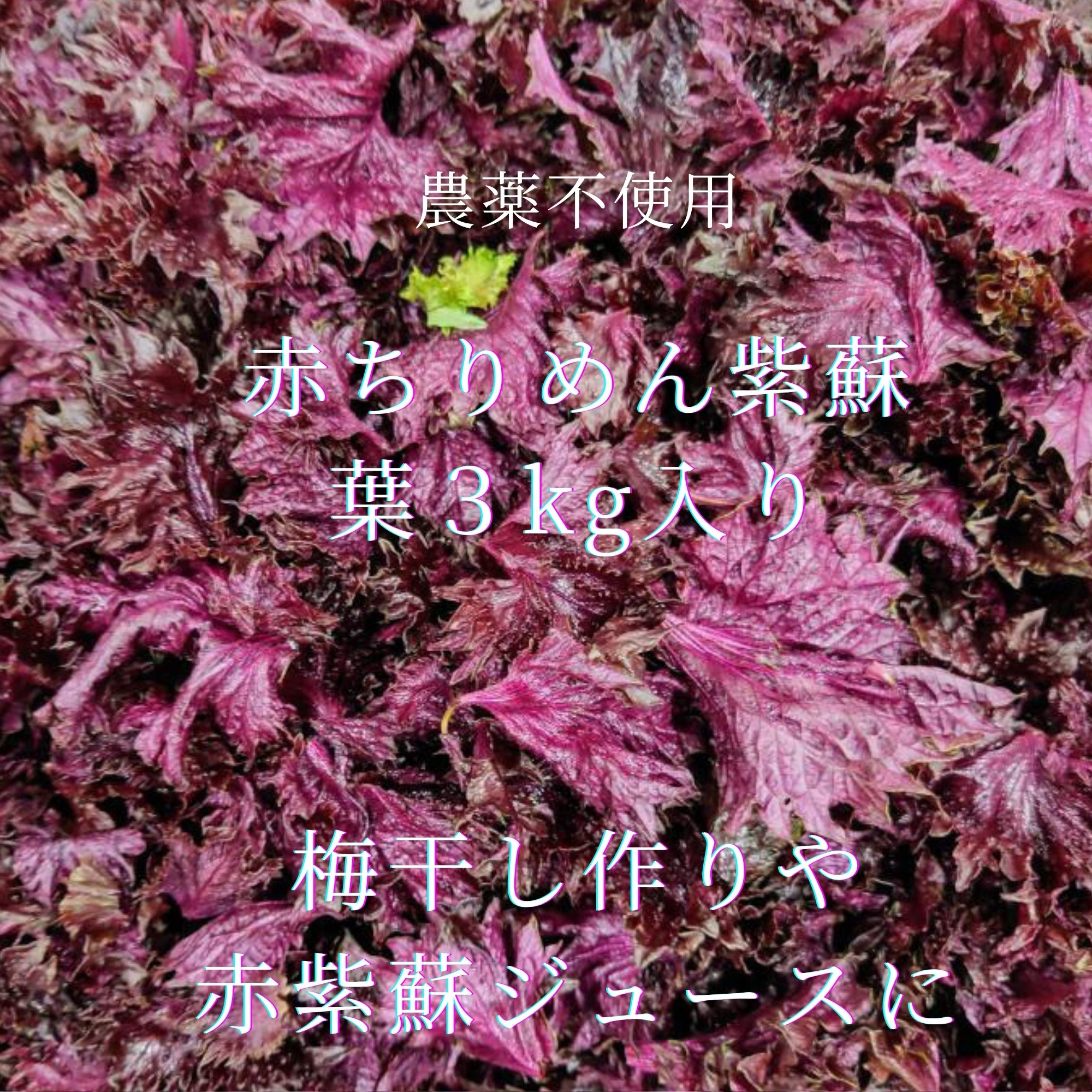 もんちゃん様　赤紫蘇3kg 3kg・赤しそ・農薬不使用