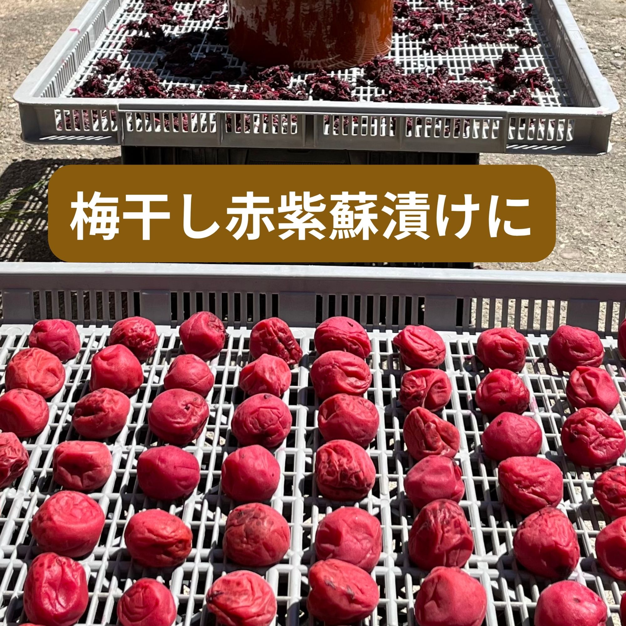 梅干し4kg 赤紫蘇500g 梅干し4kg 赤紫蘇500g 食品