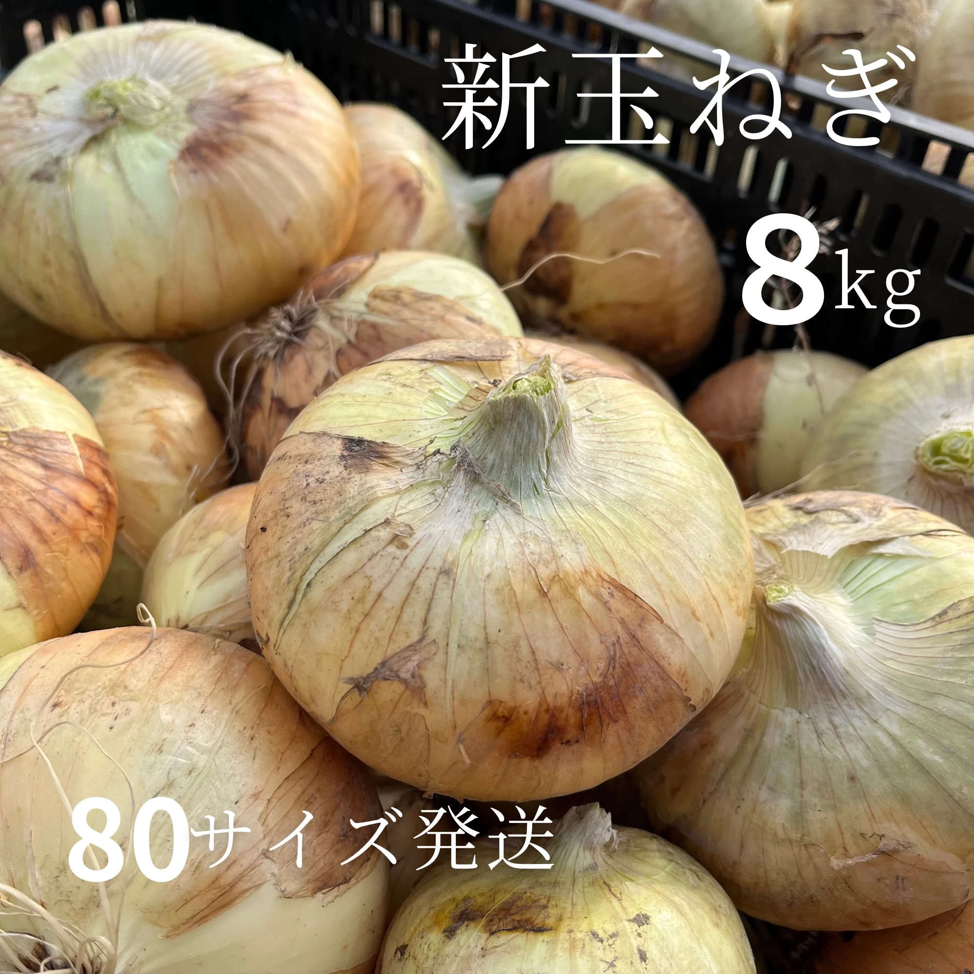 楽天市場】【ふるさと納税】 【2025年12月発送開始】玉ねぎ 10kg