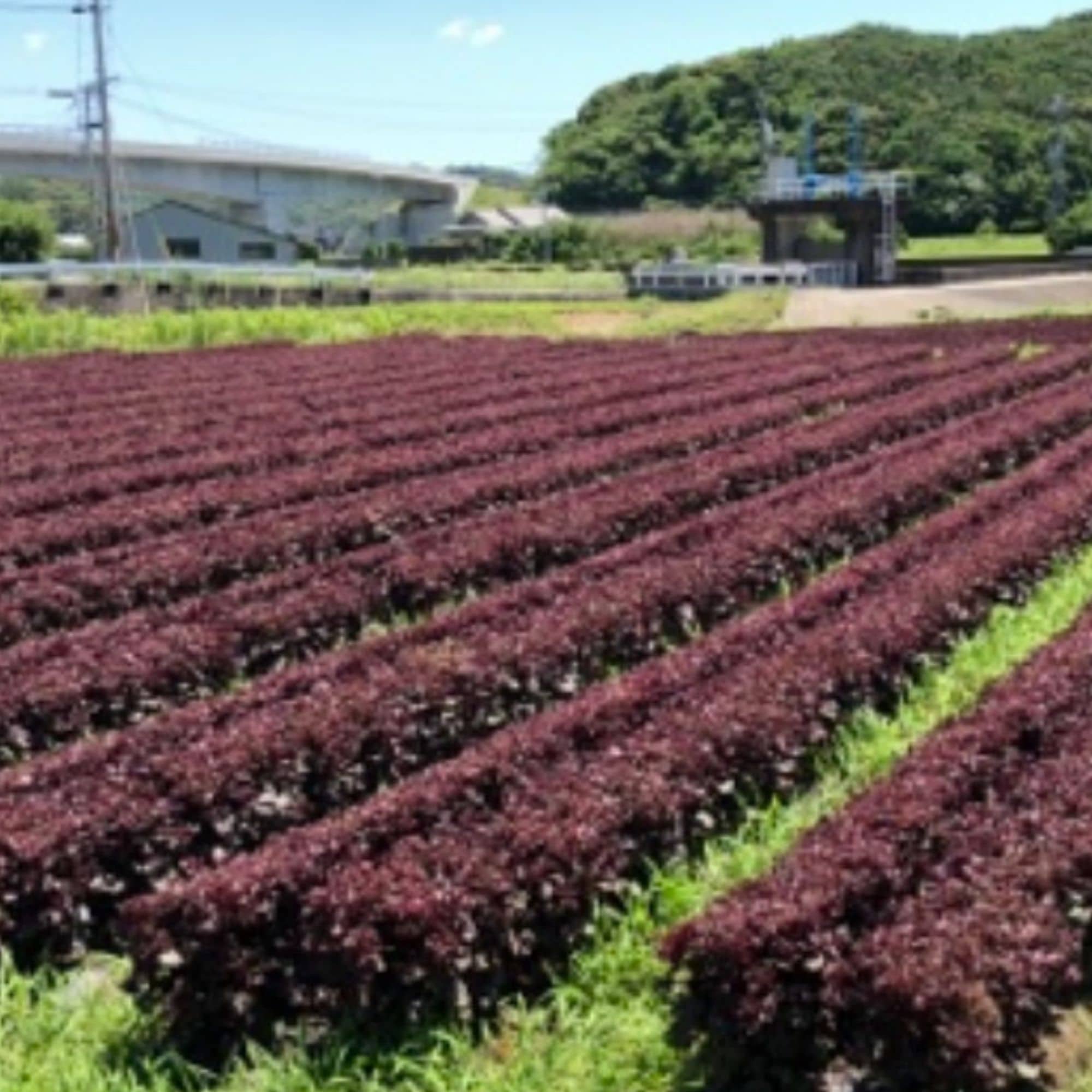 まめんちゃん様　赤紫蘇3kg 3kg・赤しそ・農薬不使用