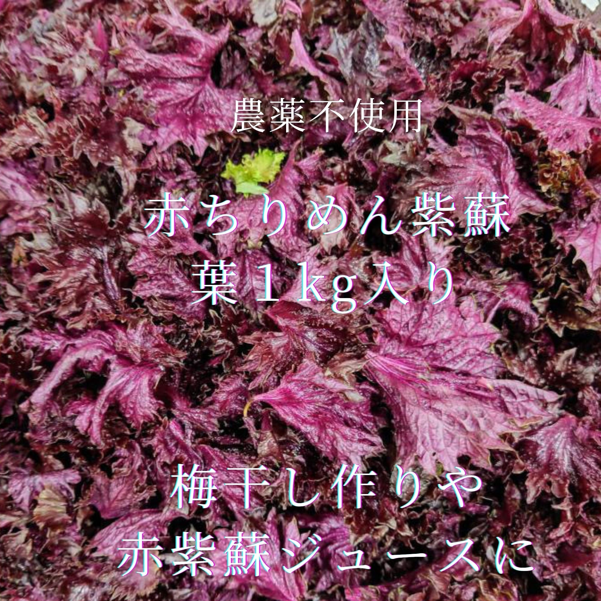 1kg・赤しそ・農薬不使用