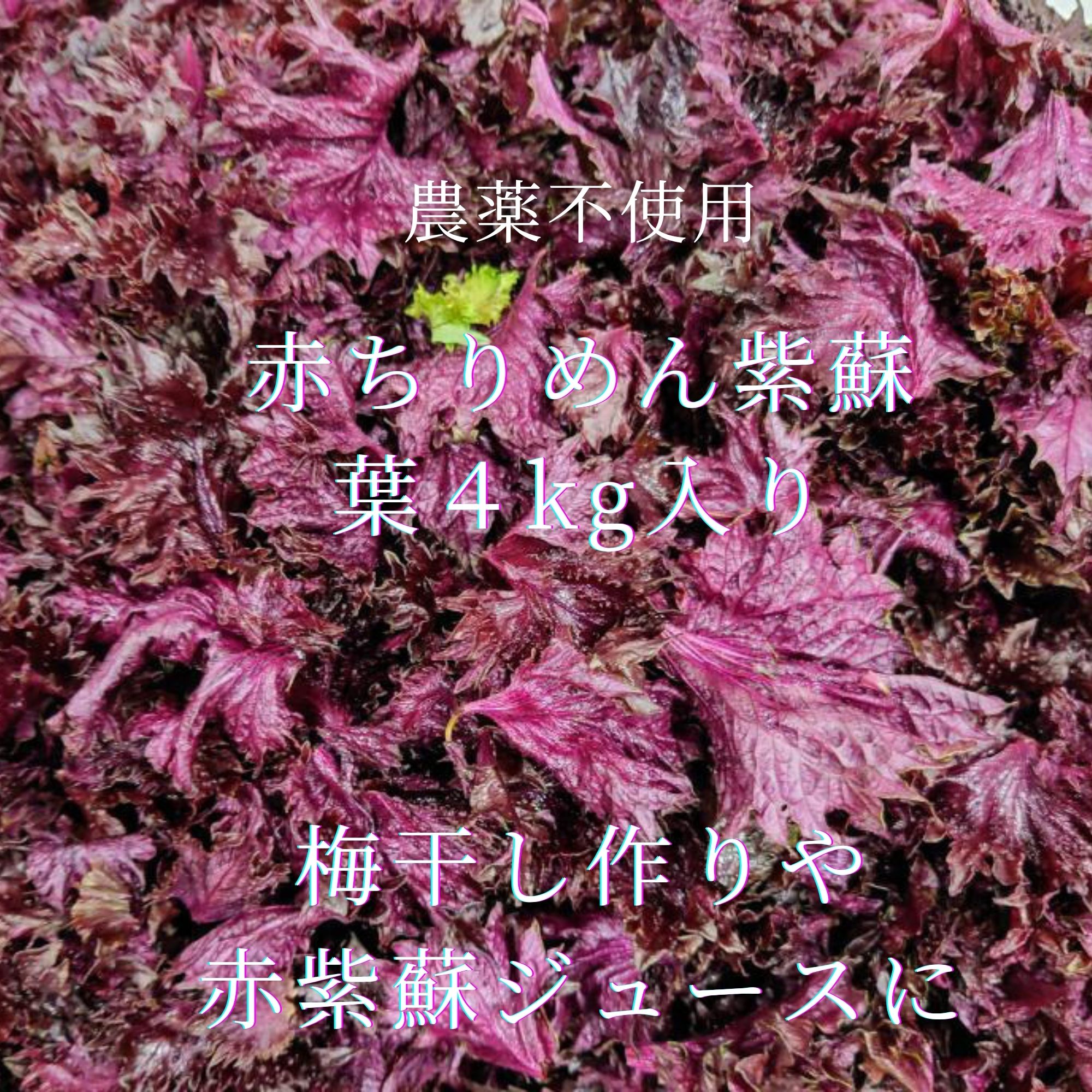 赤紫蘇（アカシソ）農薬不使用（無農薬）栽培 ３kg （枝付き） 3kg【自然栽培】大好評の赤紫蘇！農薬不使用！朝採り新鮮