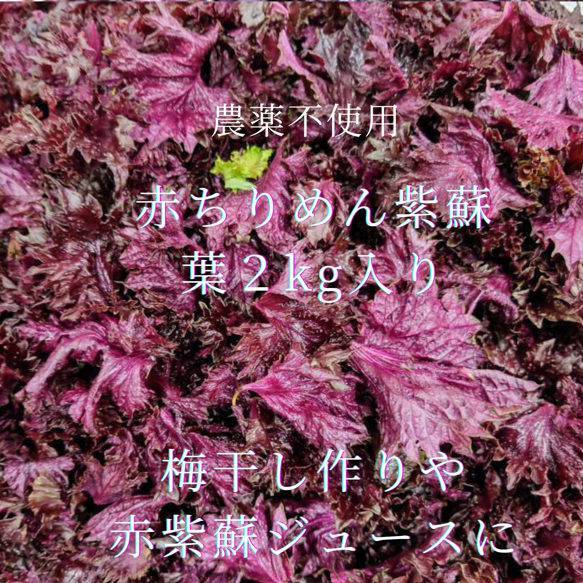 無農薬★赤紫蘇★2kg 2kg・赤しそ・農薬不使用