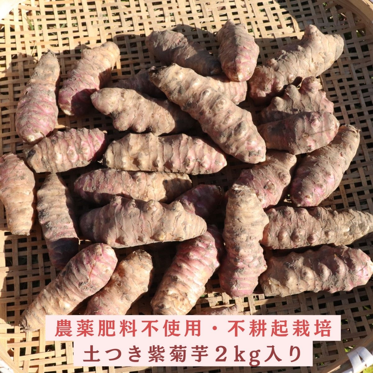 ２kg・紫菊芋・農薬肥料不使用・不耕起栽培・土つき