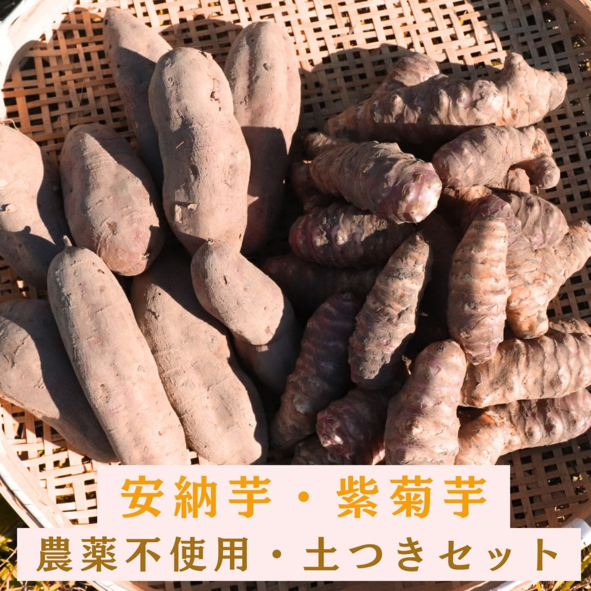 ２kg・紫菊芋・２kg・安納芋・農薬不使用・土つきセット