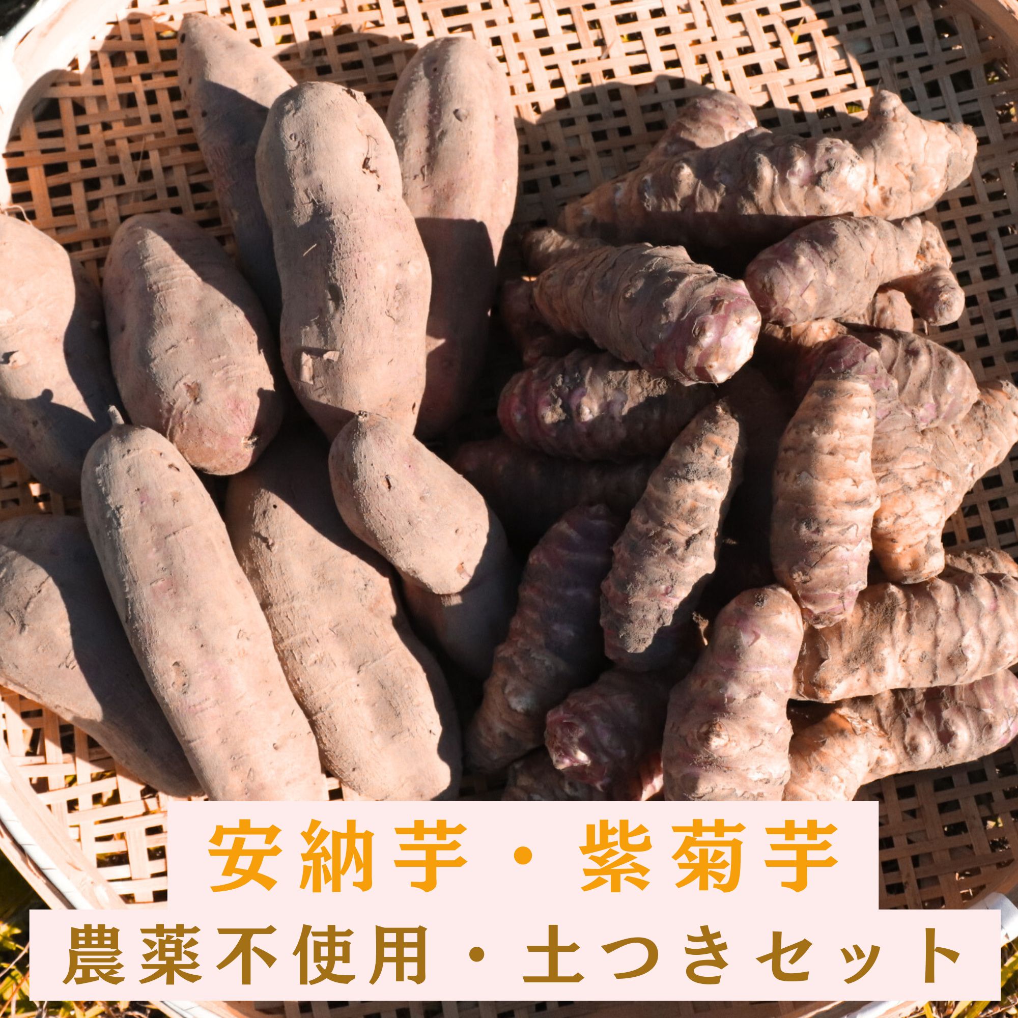 2kg・紫菊芋・2kg・安納芋・農薬不使用・土つきセット