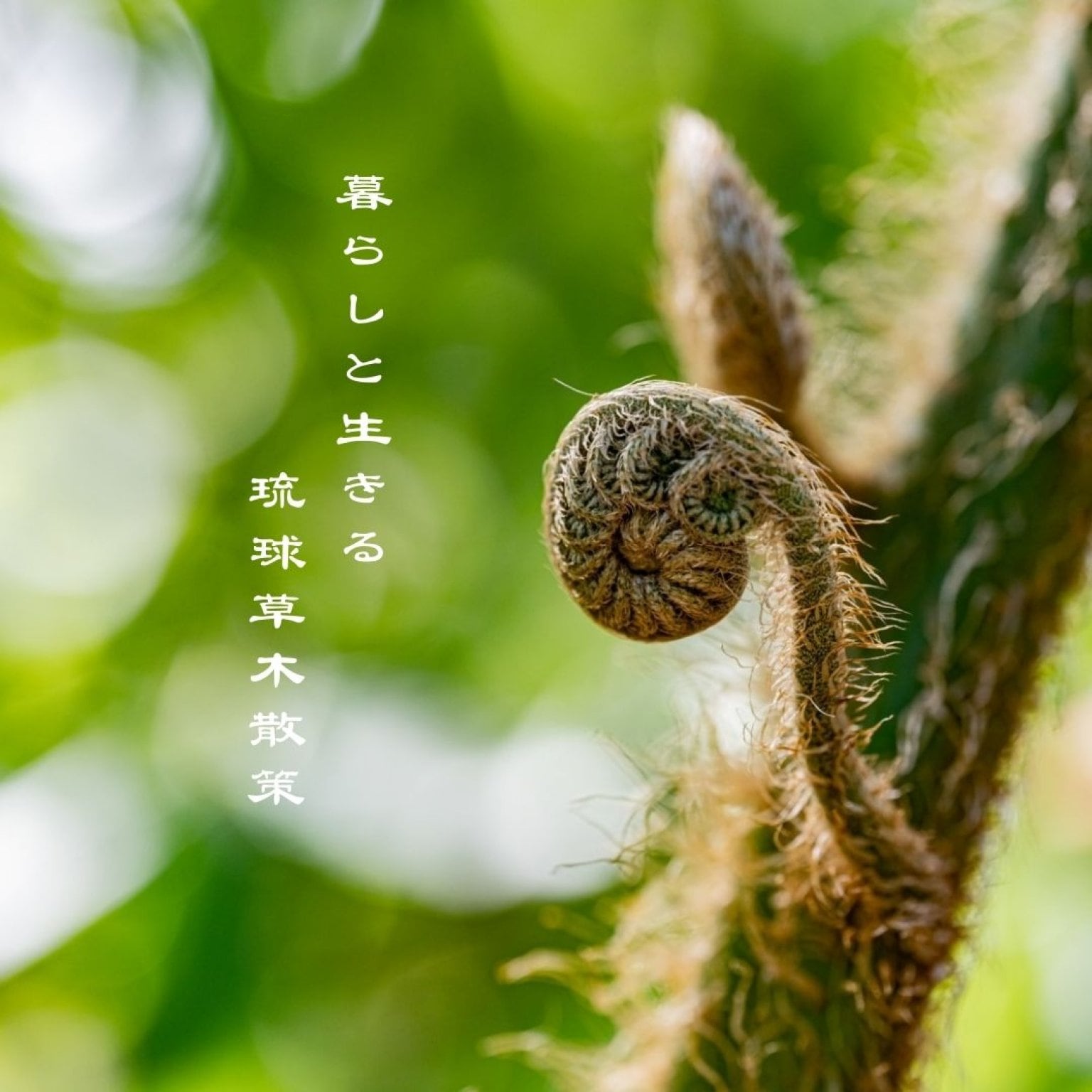 暮らしと生きる琉球草木散策体験会【関係者限定】