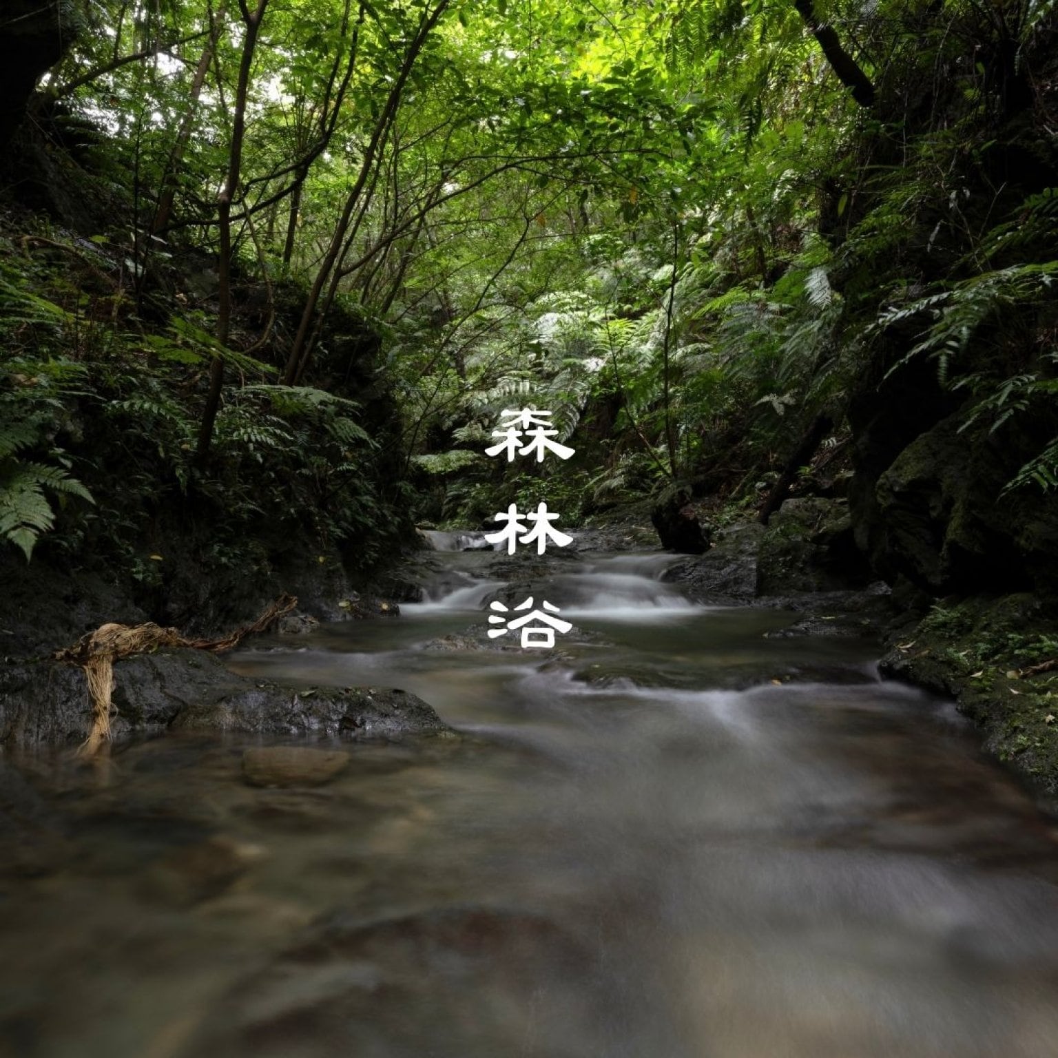 K団体様 森林浴