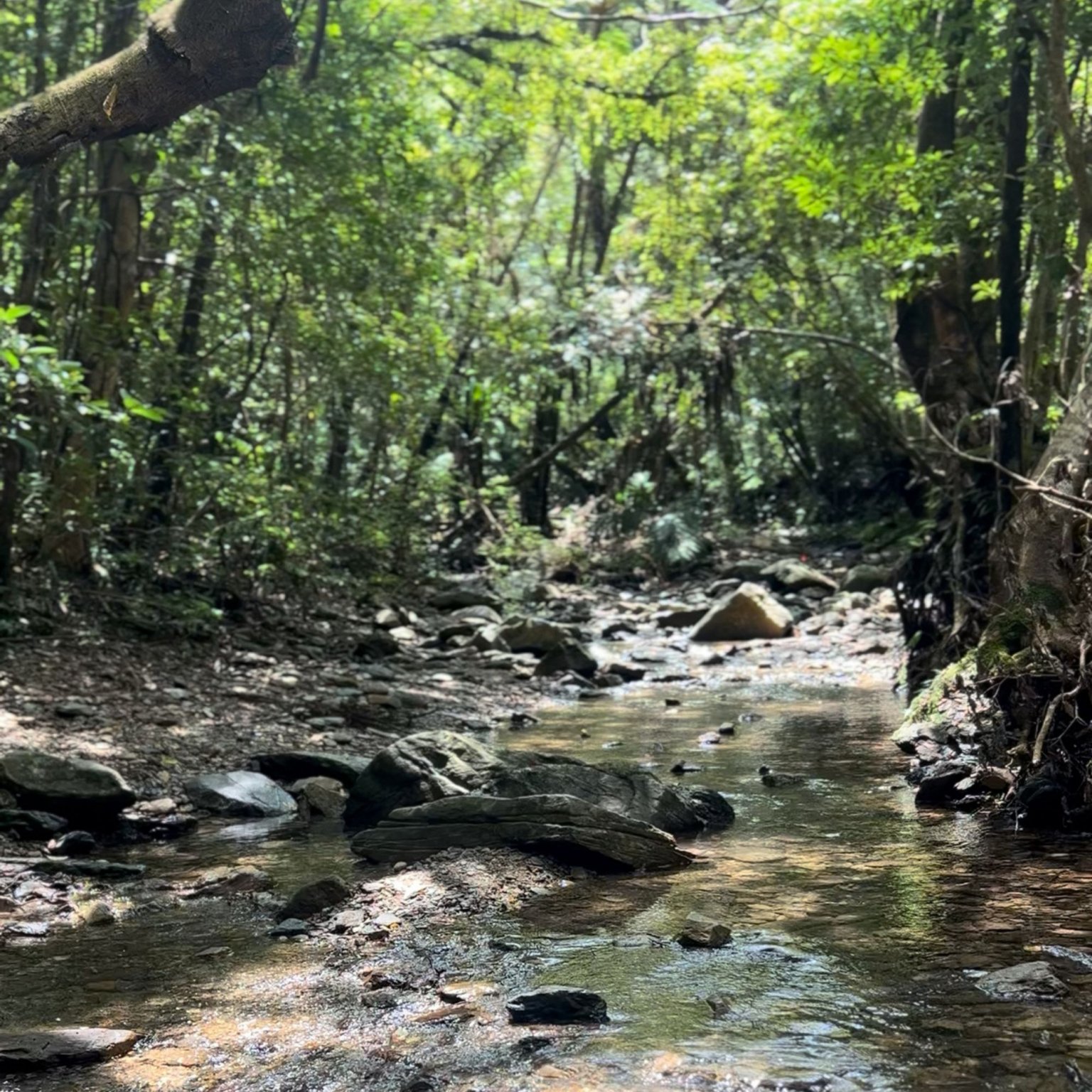 Lienfarmと巡る 沖縄の薬草と文化に触れる癒しのリトリート 【Roomタイプ : ヴィラ】