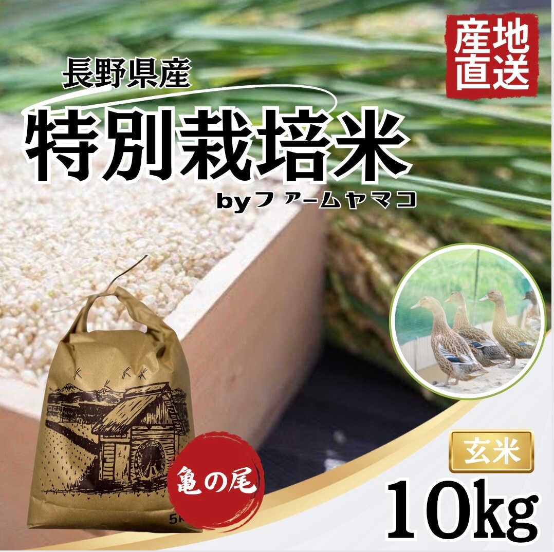 秋田県産亀の尾玄米10キロ 農薬不使用 秋田県産亀の尾玄米10キロ 農薬不使用