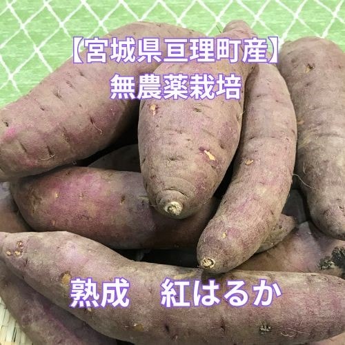 熟成さつまいも紅はるか 3キロ | でんざえもんファーム